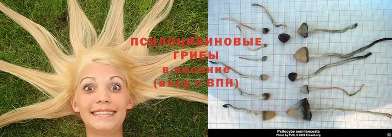 дарнет шоп  Нерчинск  Галлюциногенные грибы Psilocybe 